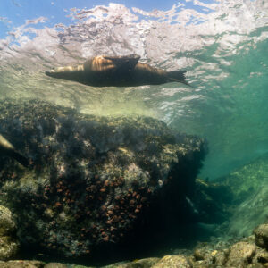 Sea lion gliding over a boulder just below the surface, La Paz, Baja California Sur, Mexico