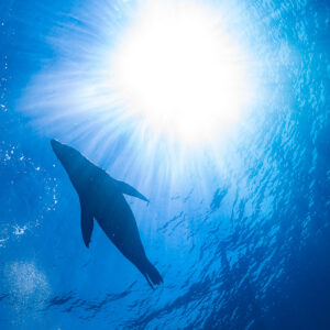 Sea lion silhouette against a sunburst, vertical framing, La Paz, Baja California Sur, Mexico