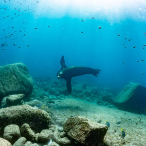 Sea lion swimming above a sandy reef with boulders and small fish, La Paz, Baja California Sur, Mexico