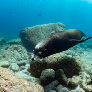 Dark sea lion gliding over rocks with flippers tucked, La Paz, Baja California Sur, Mexico