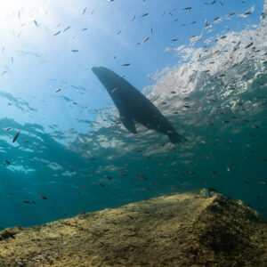 Silhouette d’otarie au-dessus d’un rocher, petits poissons en banc près de la surface, La Paz, Basse-Californie du Sud, Mexique