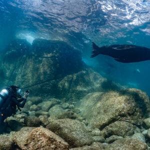 Plongeur photographiant une otarie passant au-dessus des rochers, La Paz, Basse-Californie du Sud, Mexique