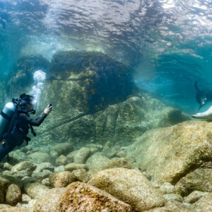 Plongeur avec appareil photo au passage d’une otarie, La Paz, Basse-Californie du Sud, Mexique