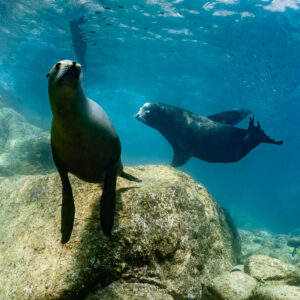Two sea lions, one perched upright on a rock, La Paz, Baja California Sur, Mexico