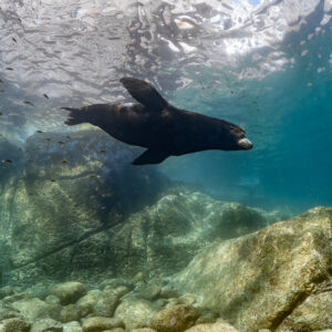 Dark sea lion swimming over a rocky bottom below the surface, La Paz, Baja California Sur, Mexico