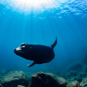 Otarie nageant vers l’objectif sous les rayons du soleil, cadrage horizontal, La Paz, Basse-Californie du Sud, Mexique