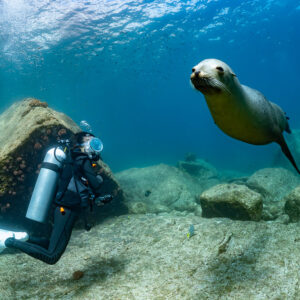 Sea lion approaching a scuba diver crouched by a boulder, La Paz, Baja California Sur, Mexico