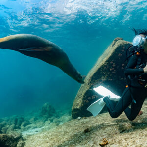 Otarie glissant au-dessus d’un plongeur tenant un appareil photo, La Paz, Basse-Californie du Sud, Mexique