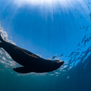 Dark sea lion seen from below near the surface, Snell's window, La Paz, Baja California Sur, Mexico