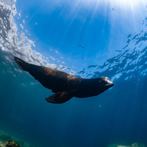 Sea lion turning beneath the surface, low-angle view, La Paz, Baja California Sur, Mexico