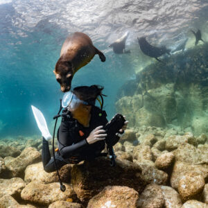 Sea lion on top of a crouching scuba diver's head, vertical framing, La Paz, Baja California Sur, Mexico