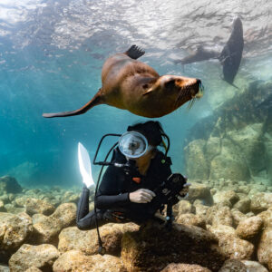 Otarie en suspension au-dessus de la tête d’un plongeur accroupi, La Paz, Basse-Californie du Sud, Mexique