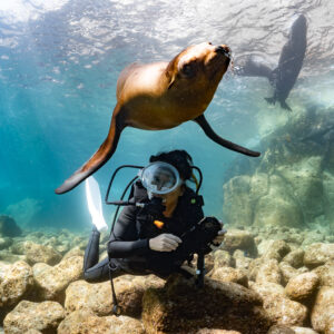 Sea lion twisting above a crouching scuba diver, another sea lion behind, La Paz, Baja California Sur, Mexico