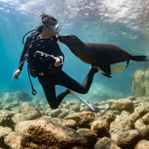 Otarie touchant le masque d’un plongeur en pleine eau, La Paz, Basse-Californie du Sud, Mexique
