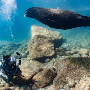 Otarie nageant au-dessus d’un plongeur parmi les rochers, La Paz, Basse-Californie du Sud, Mexique