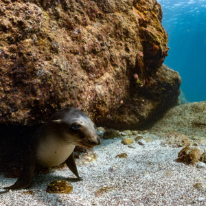 Young sea lion under a rock overhang on sand, La Paz, Baja California Sur, Mexico