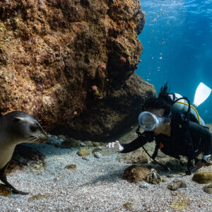 Young sea lion under an overhang facing an approaching scuba diver, La Paz, Baja California Sur, Mexico