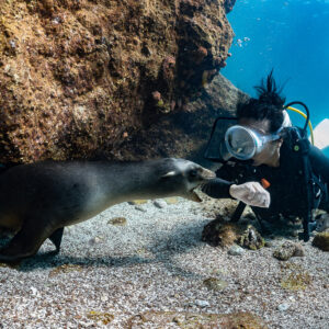 Young sea lion face to face with a scuba diver under an overhang, La Paz, Baja California Sur, Mexico