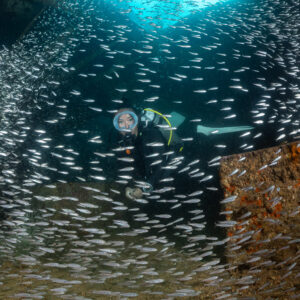 Plongeur à l’intérieur d’une épave entouré de petits poissons argentés, cadrage vertical, Basse-Californie du Sud, Mexique