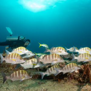 School of graybar grunts on a reef with scuba diver and yellowtail surgeonfish, Cabo Pulmo, Baja California Sur, Mexico