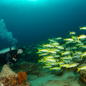 School of Mexican goatfish mixed with grunts passing a scuba diver, Cabo Pulmo, Baja California Sur, Mexico