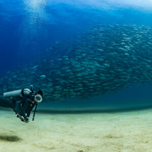 Scuba diver gliding over sand beside a bigeye trevally school, Cabo Pulmo, Baja California Sur, Mexico