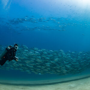 Scuba diver with camera facing a jack school, wide view, Cabo Pulmo, Baja California Sur, Mexico