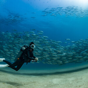 Scuba diver beside a low band of jacks above the sand, Cabo Pulmo, Baja California Sur, Mexico