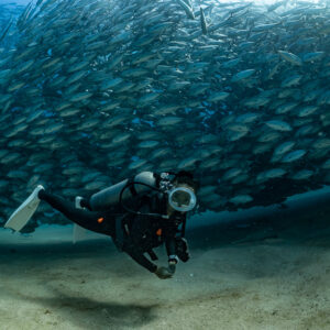 Scuba diver swimming in front of a thick wall of jacks, Cabo Pulmo, Baja California Sur, Mexico