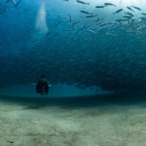 Small scuba diver beneath a huge arching jack school over sand, Cabo Pulmo, Baja California Sur, Mexico