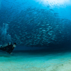 Scuba diver swimming below a domed school of jacks, Cabo Pulmo, Baja California Sur, Mexico