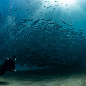 Scuba diver under a dark jack school with sun rays above, Cabo Pulmo, Baja California Sur, Mexico