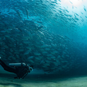 Scuba diver swimming beneath a tilted jack school, Cabo Pulmo, Baja California Sur, Mexico