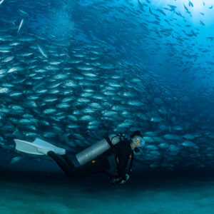 Scuba diver swimming horizontally along a dense wall of jacks, Cabo Pulmo, Baja California Sur, Mexico