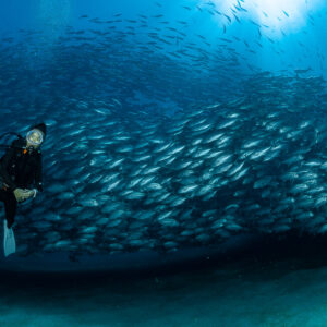 Scuba diver upright at the left of a large jack school, Cabo Pulmo, Baja California Sur, Mexico