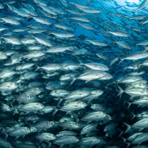 Close-up of silver bigeye trevallies filling the frame, Cabo Pulmo, Baja California Sur, Mexico