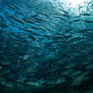 Bigeye trevally school swirling over sand, wide angle without diver, Cabo Pulmo, Baja California Sur, Mexico