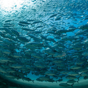 Bigeye trevally school seen from below against sunlight, Cabo Pulmo, Baja California Sur, Mexico