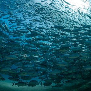 Dense school of bigeye trevally swirling under sunlit surface, no diver, Cabo Pulmo, Baja California Sur, Mexico
