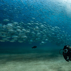 Diver approaching head-on beside a long school of bigeye trevally over sand, Cabo Pulmo, Baja California Sur, Mexico
