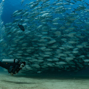 Diver gliding past a bulging school of bigeye trevally above the seabed, Cabo Pulmo, Baja California Sur, Mexico