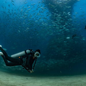 Diver swimming into blue water scattered with bigeye trevally, Cabo Pulmo, Baja California Sur, Mexico