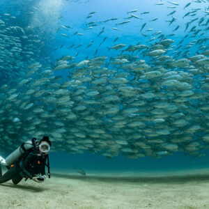 Diver on sandy bottom in front of a wide band of bigeye trevally, Cabo Pulmo, Baja California Sur, Mexico