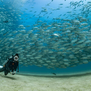 Diver finning under a sweeping curtain of bigeye trevally, wide view, Cabo Pulmo, Baja California Sur, Mexico