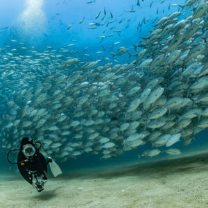 Diver facing camera below a rising arc of bigeye trevally, Cabo Pulmo, Baja California Sur, Mexico