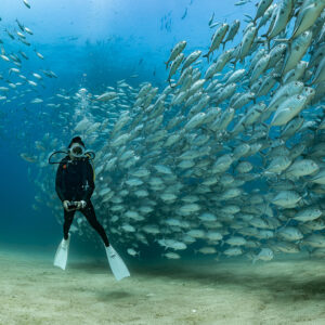Upright diver dwarfed by a towering wall of bigeye trevally, Cabo Pulmo, Baja California Sur, Mexico