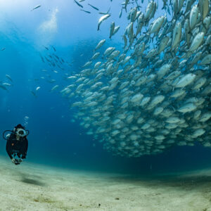 Diver alone before a diagonal stream of bigeye trevally, cropped frame, Cabo Pulmo, Baja California Sur, Mexico