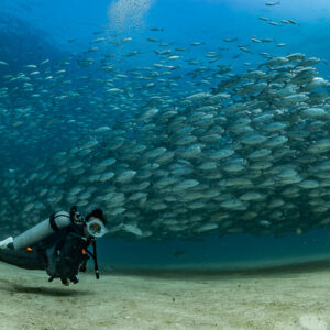 Diver gliding low over sand under a long band of bigeye trevally, Cabo Pulmo, Baja California Sur, Mexico
