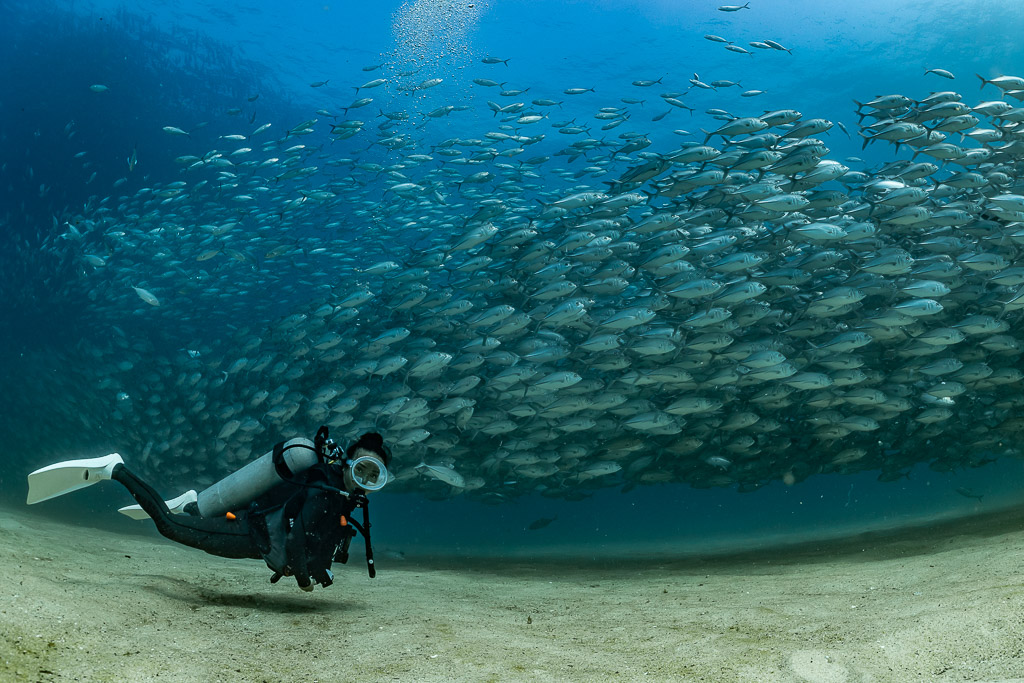 Diver gliding low over sand under a long band of bigeye trevally, Cabo Pulmo, Baja California Sur, Mexico