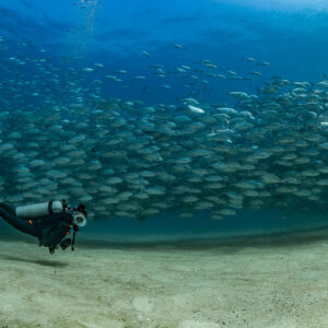 Diver swimming along a horizontal river of bigeye trevally above sand, Cabo Pulmo, Baja California Sur, Mexico